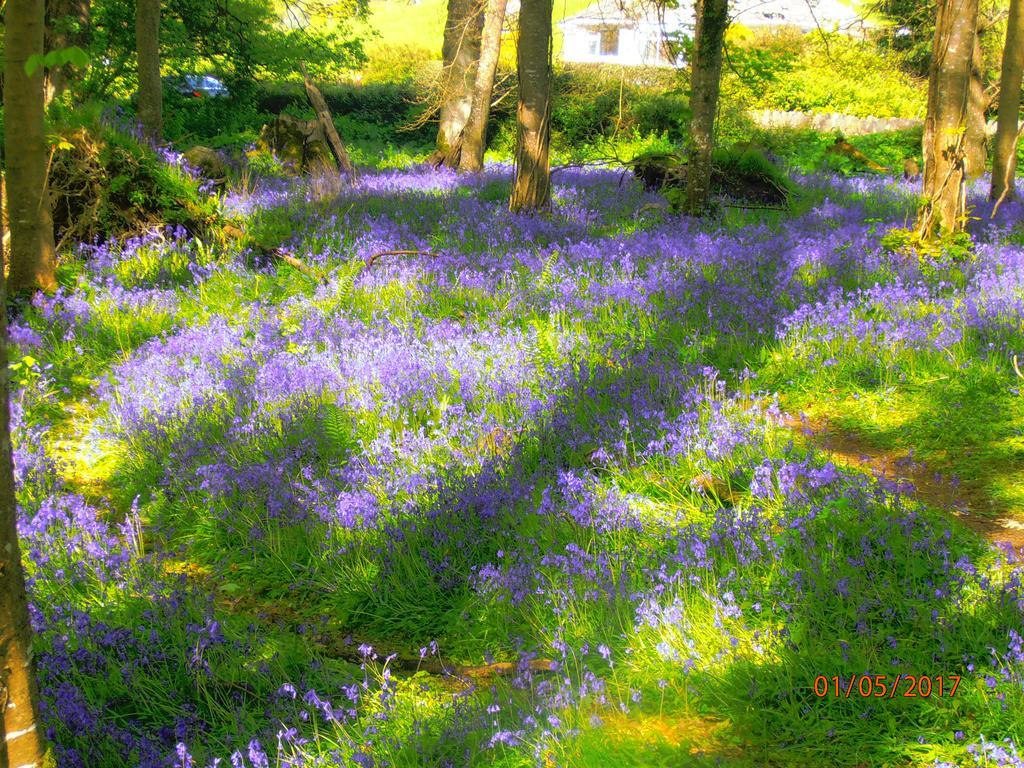 Larkfield House B&B, Ballycasheen Kerry V93 Wd51 Килларни Экстерьер фото